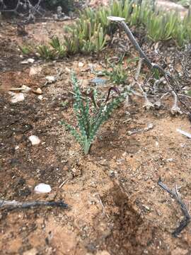 Image of Freesia viridis subsp. crispifolia (Goldblatt) J. C. Manning & Goldblatt