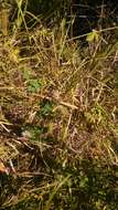 Image of leafy prairie clover