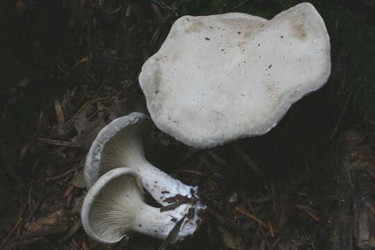 Image of Sweetbread mushroom