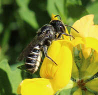 Image of Megachile angelarum Cockerell 1902