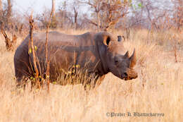 Image of Ceratotherium simum simum