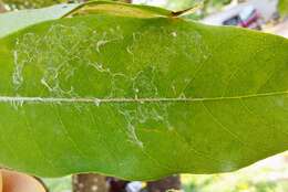 Image de Licania tomentosa (Benth.) Fritsch.