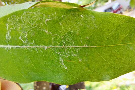 Image de Licania tomentosa (Benth.) Fritsch.