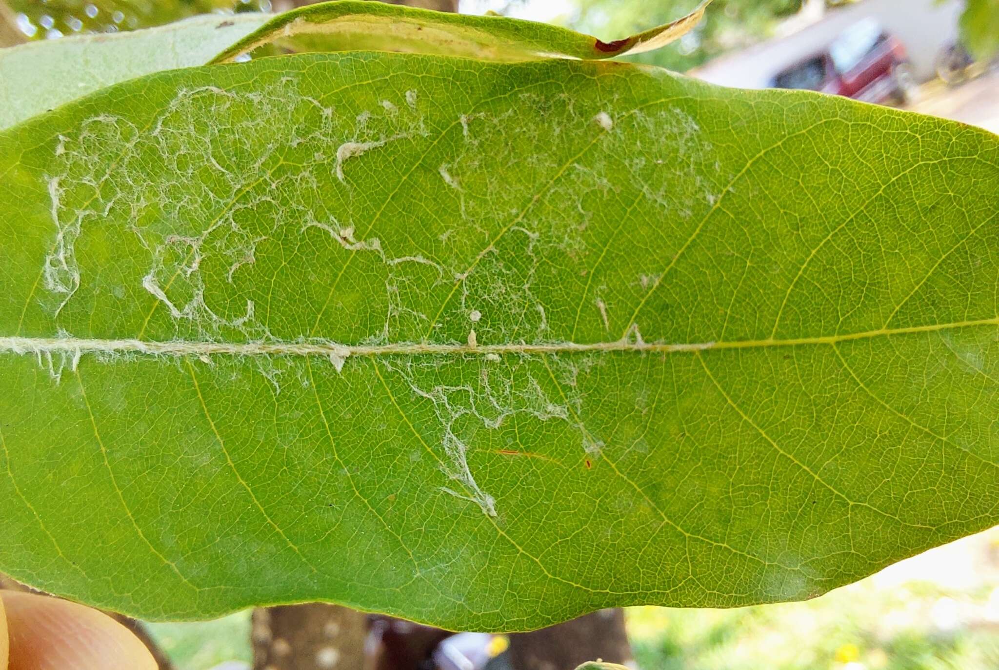 Licania tomentosa (Benth.) Fritsch. resmi