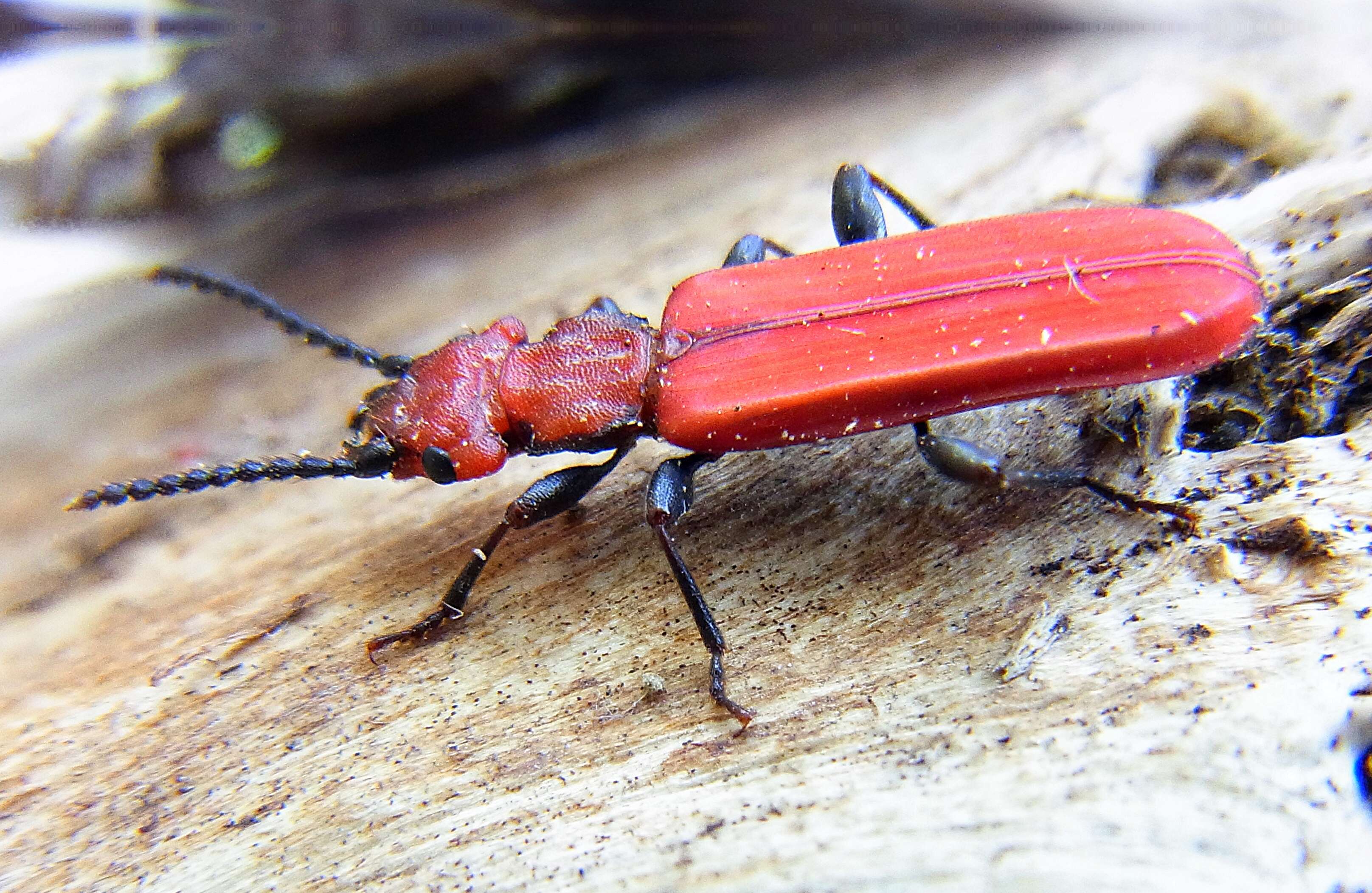 Image of Cucujus cinnaberinus