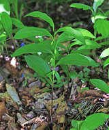 Image of Polygonatum desoulavyi Kom.