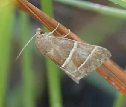 Image of Four-Lined Chocolate Moth