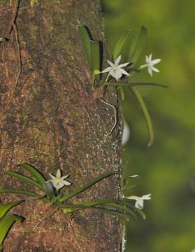 Image of Angraecum cucullatum Thouars