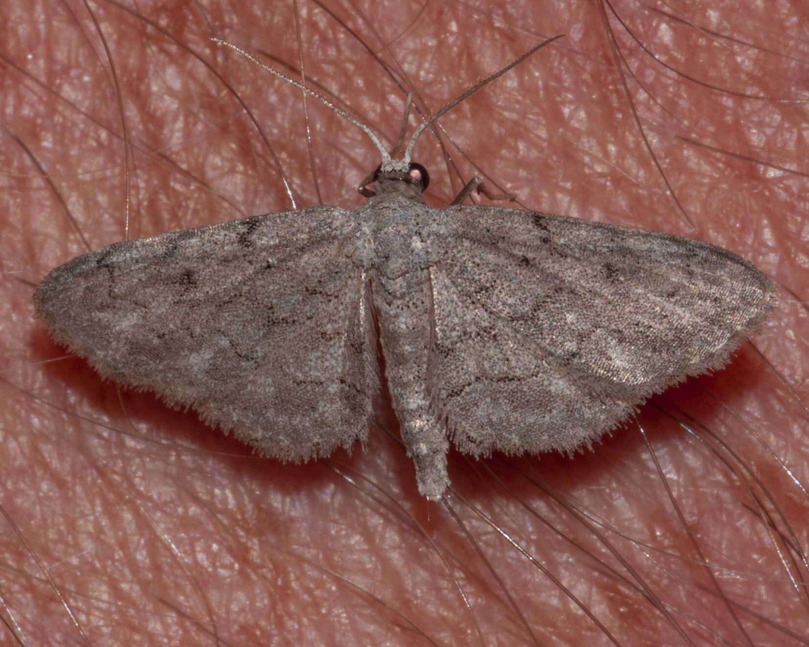 صورة Idaea violacearia Walker 1861