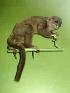 Image of Bamboo Lemur