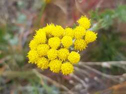 صورة Ajania fruticulosa (Ledeb.) Poljakov