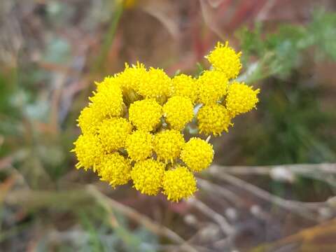 صورة Ajania fruticulosa (Ledeb.) Poljakov