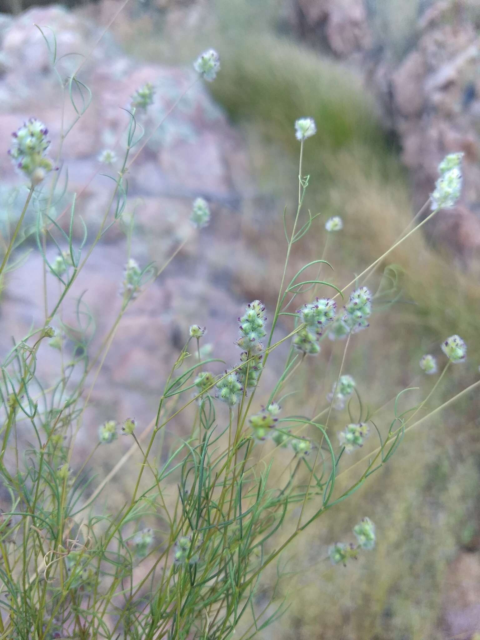 Plancia ëd Dalea filiformis A. Gray