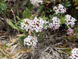 صورة Pimelea alpina F. Müll. ex Meissn.