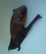 Image of Asiatic Lesser Yellow House Bat