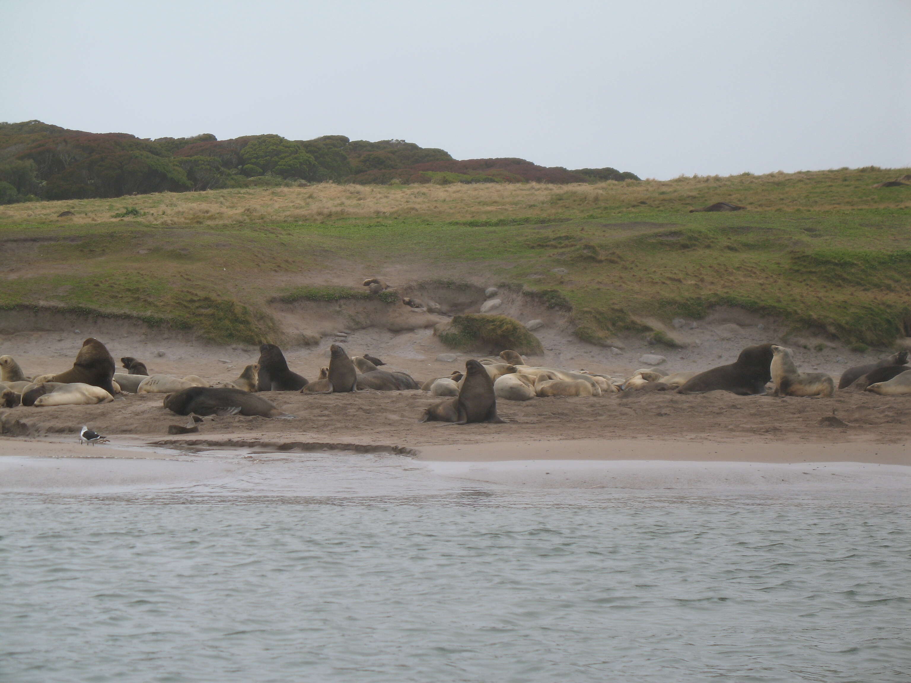 Image of New Zealand sea lion