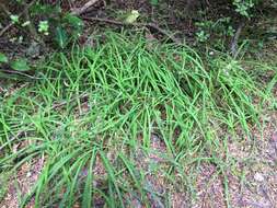 Image of Arthropodium candidum Raoul