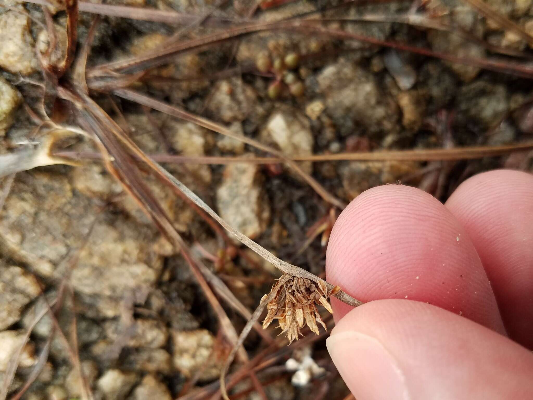 Image of Granite Flat Sedge