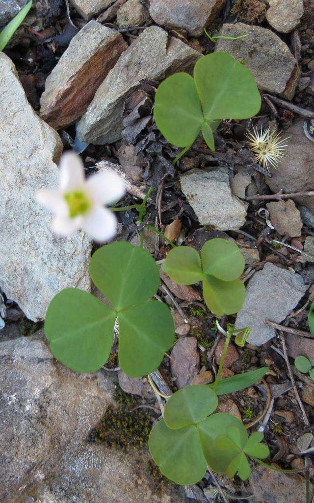 Слика од Oxalis orbicularis Salter