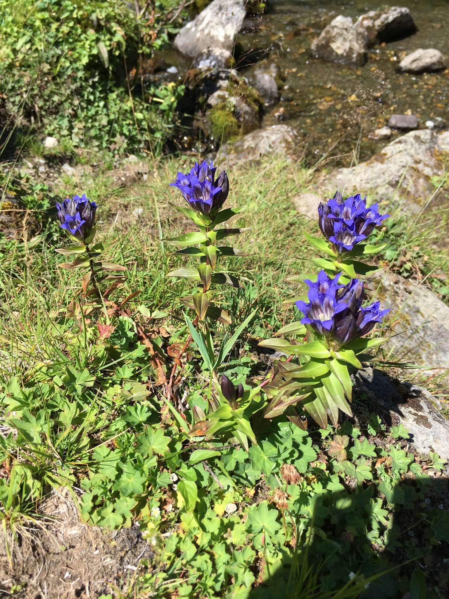 Image of Gentiana dschungarica Regel