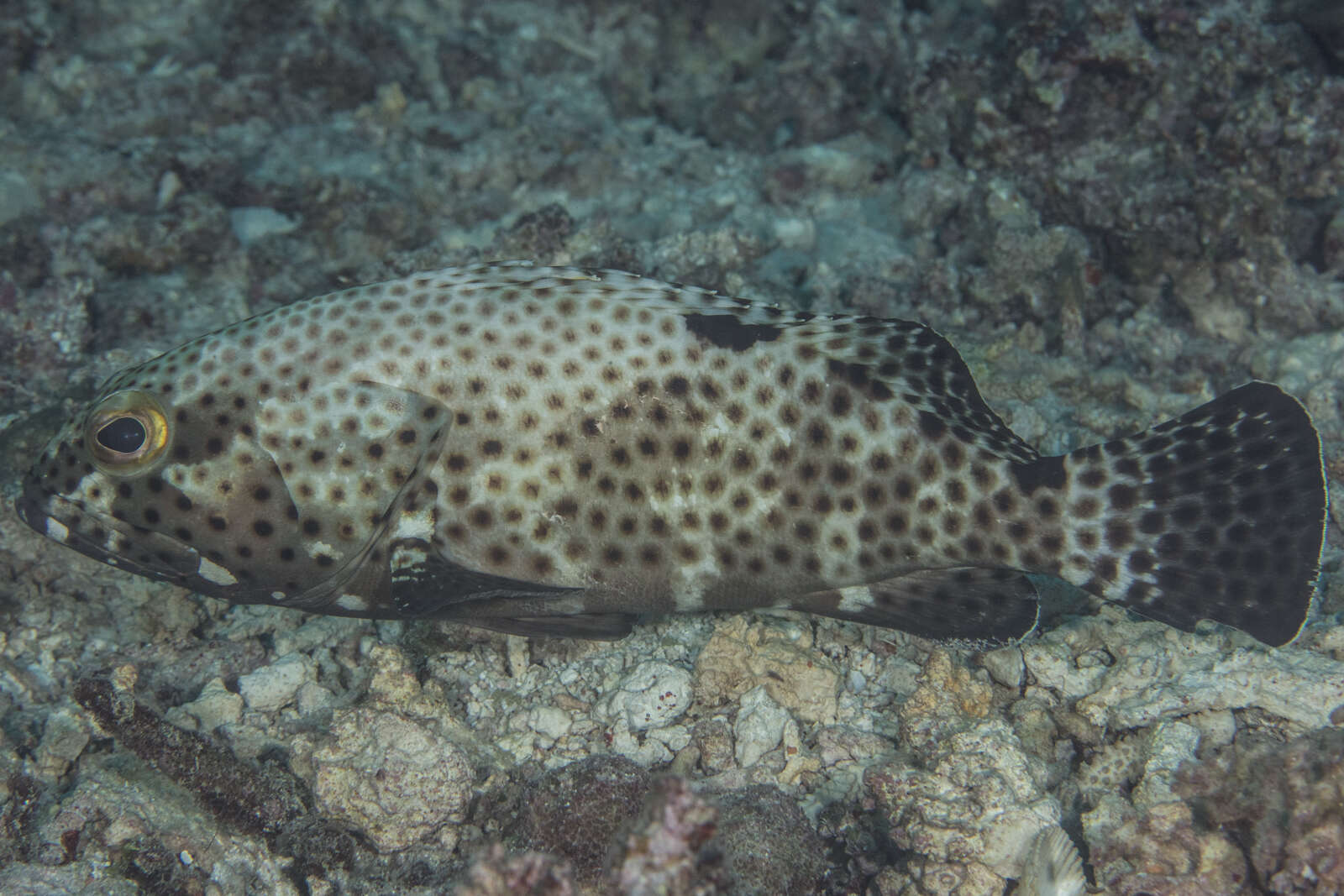 Image of Blacksaddle grouper