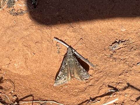 Image of Rocky Mountain Duskywing