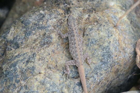 Image of Blandford's Semaphore Gecko