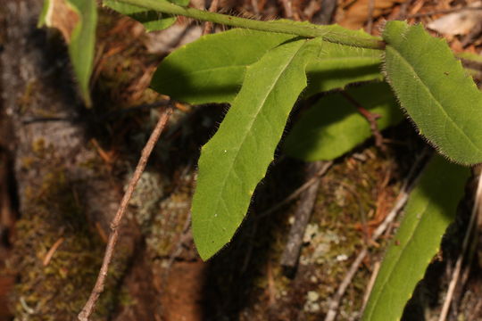 Image of white hawkweed