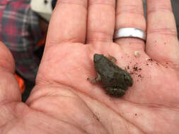 Image of Great Plains Narrowmouth Toad