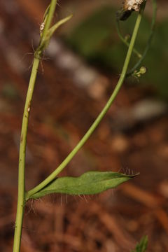 Image of white hawkweed