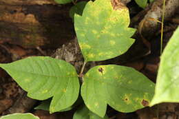 Image of Cercosporella toxicodendri (Ellis) U. Braun 1998