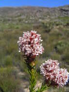 Image of Sorocephalus lanatus (Thunb.) R. Br.