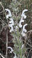 Image of Salvia palaestina Benth.