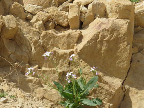 Image of Diplotaxis acris (Forssk.) Boiss.