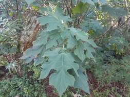 Image de Montanoa hibiscifolia (Benth.) C. Koch