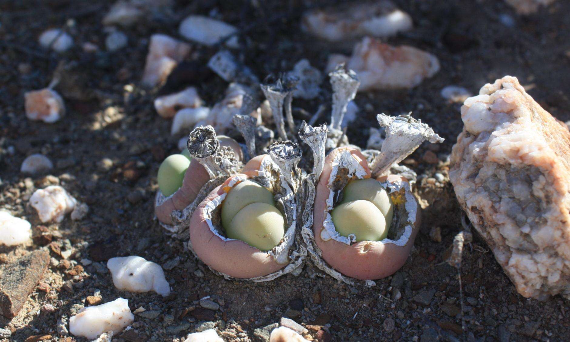 صورة Gibbaeum heathii (N. E. Br.) L. Bol.