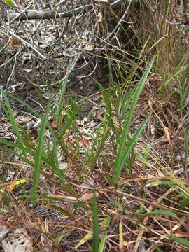 Image of Ipomoea leprieurii D. F. Austin