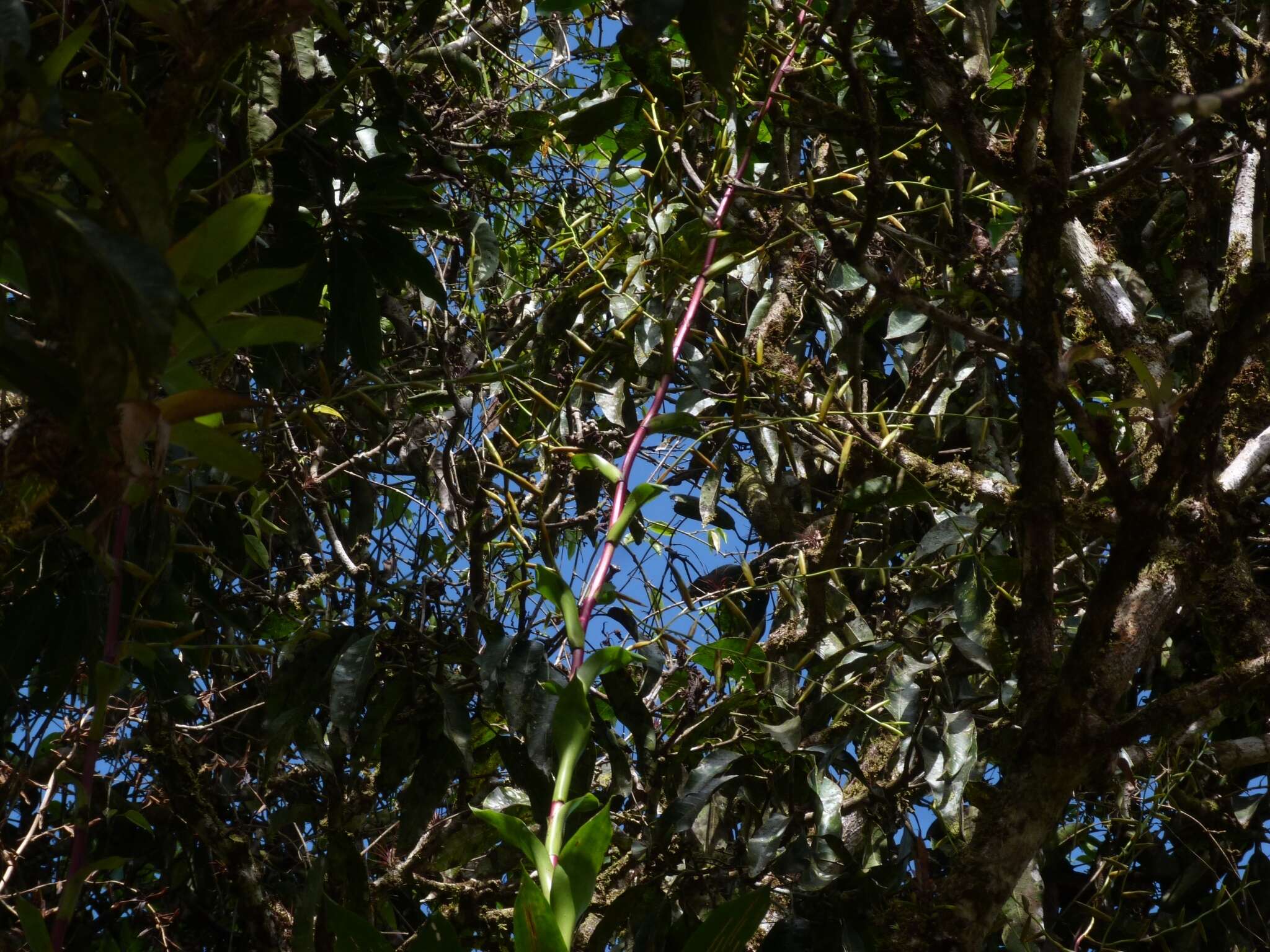 Image of Vriesea procera (Mart. ex Schult. & Schult. fil.) Wittm.