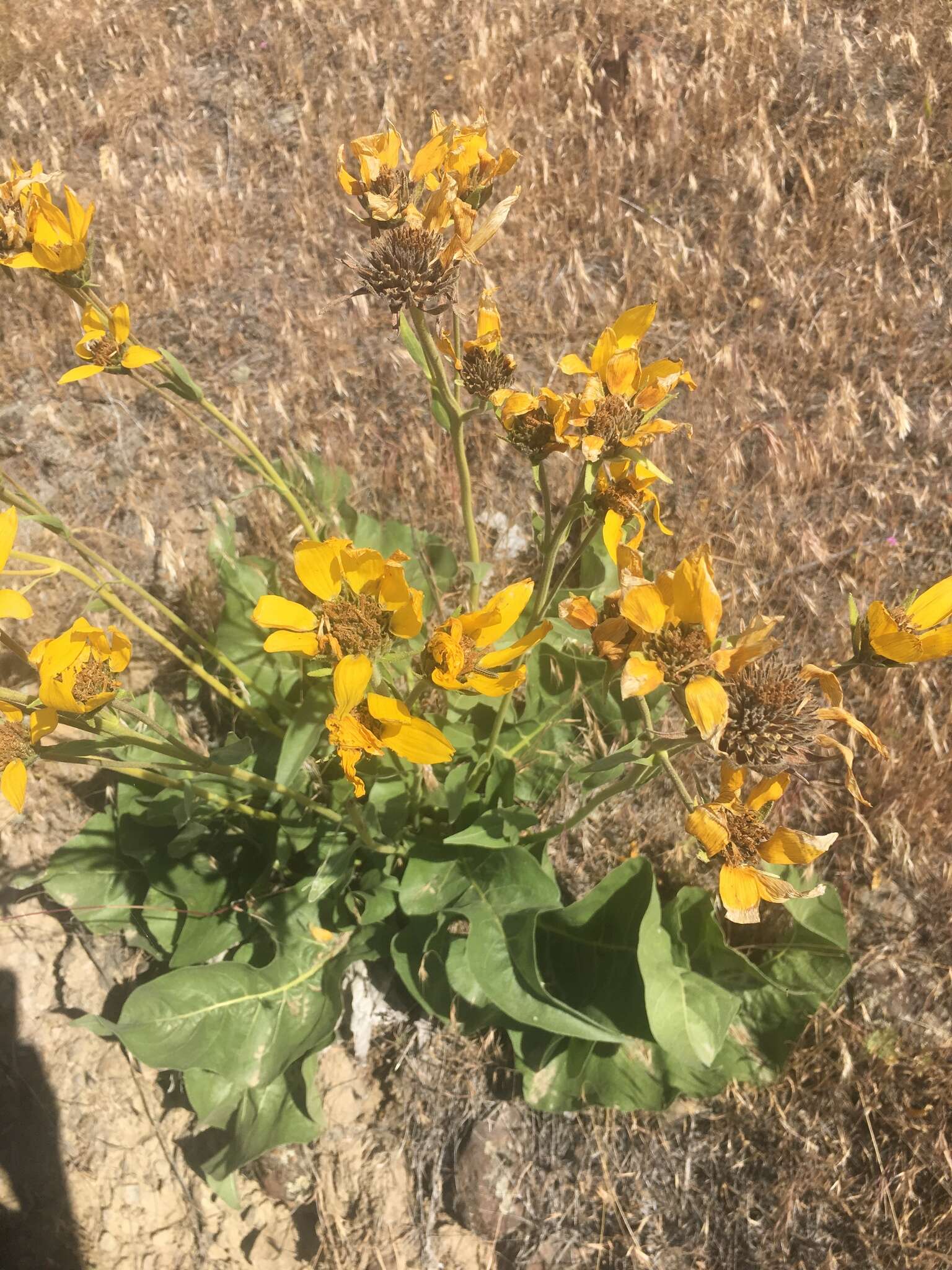 Image of Carey's balsamroot