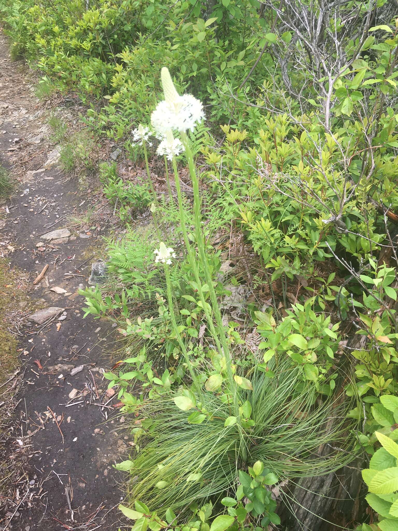 Plancia ëd Xerophyllum asphodeloides (L.) Nutt.