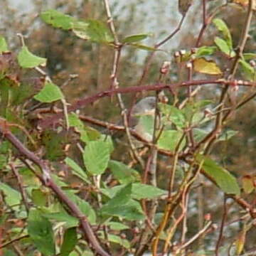 Image of Moltoni's Warbler