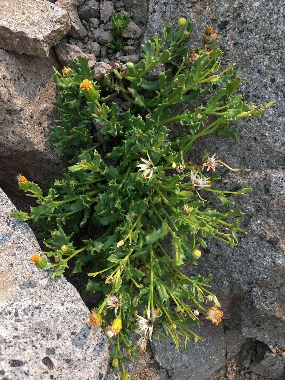 Слика од Senecio fremontii var. occidentalis Gray