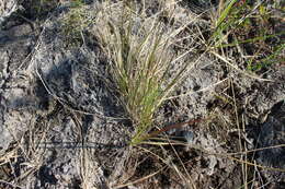 Image of Lapland Reedgrass