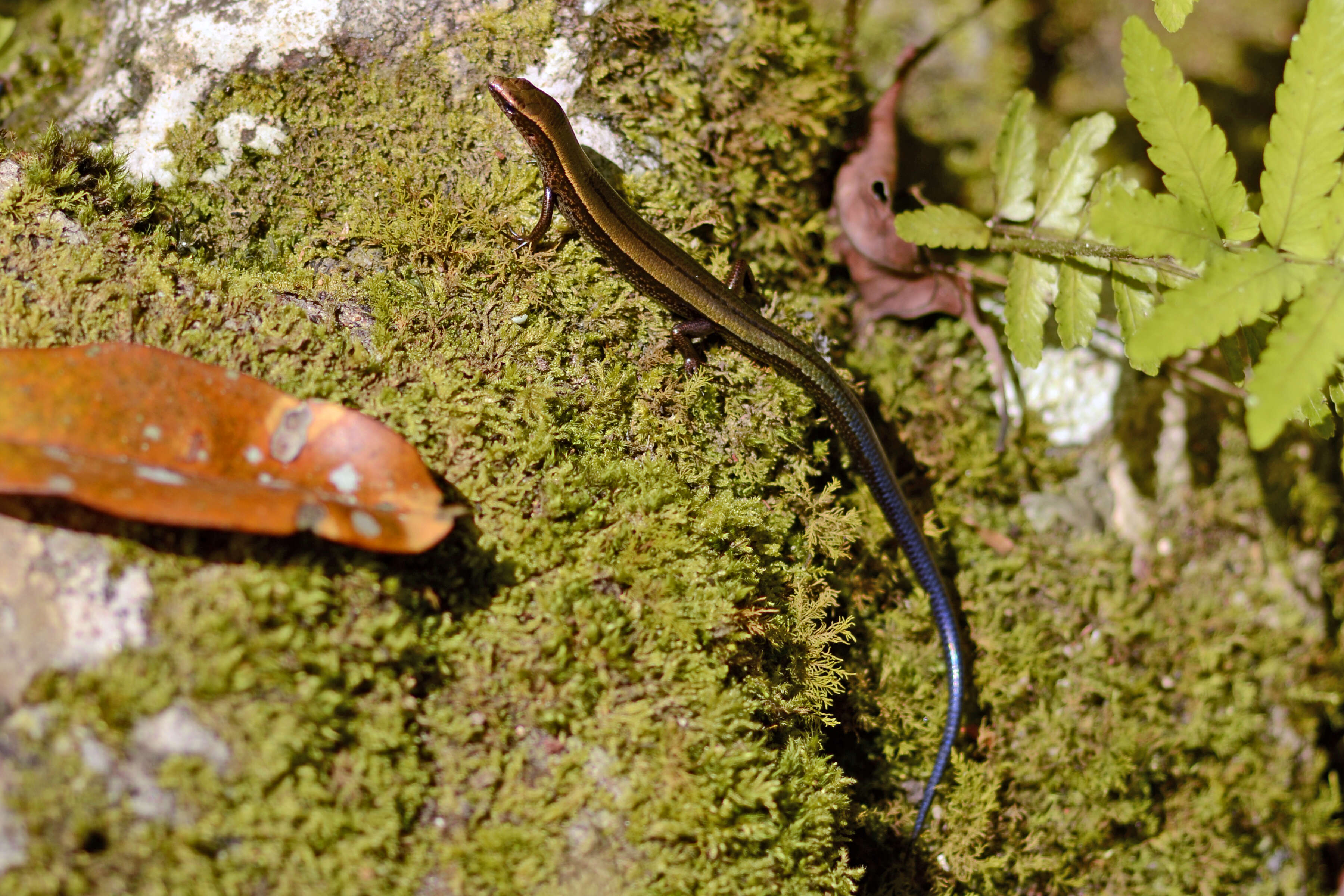 Image of Barbour's Ground Skink
