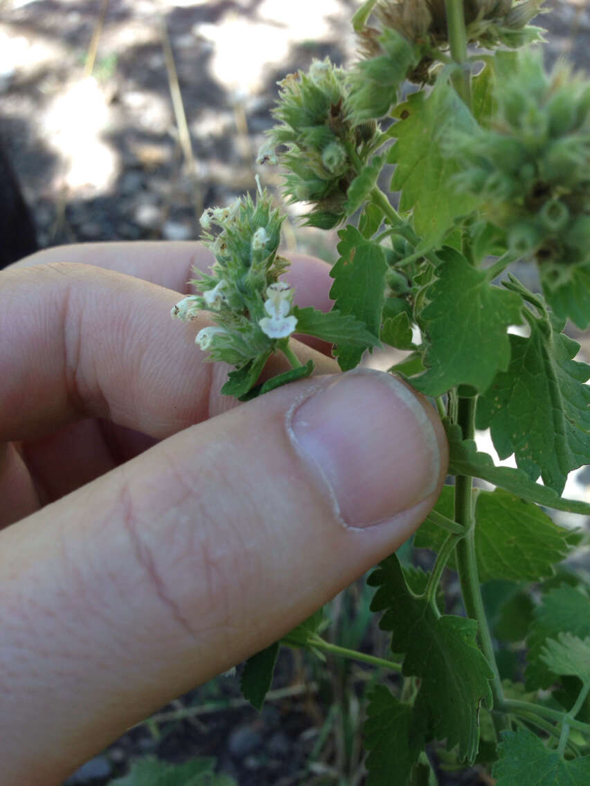 Image of Catnip