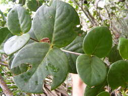 Image of <i>Erithalis orbiculata</i>
