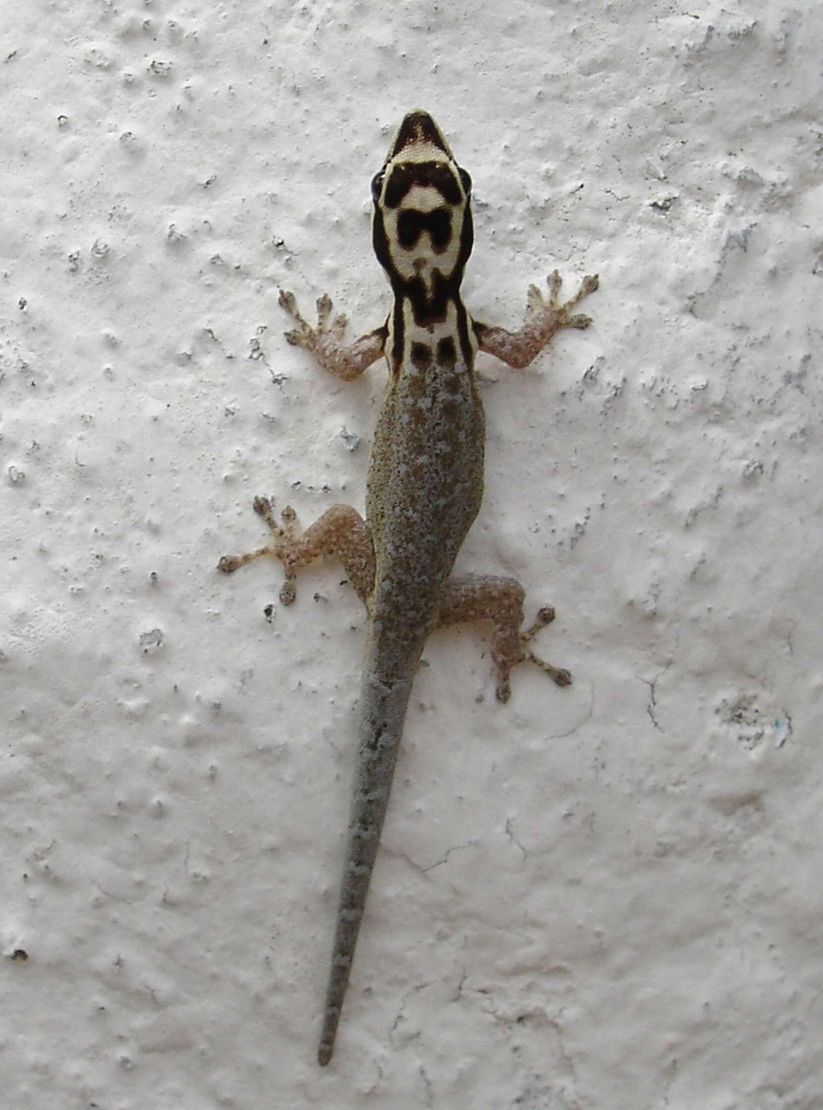 Lygodactylus picturatus (Peters 1870) resmi