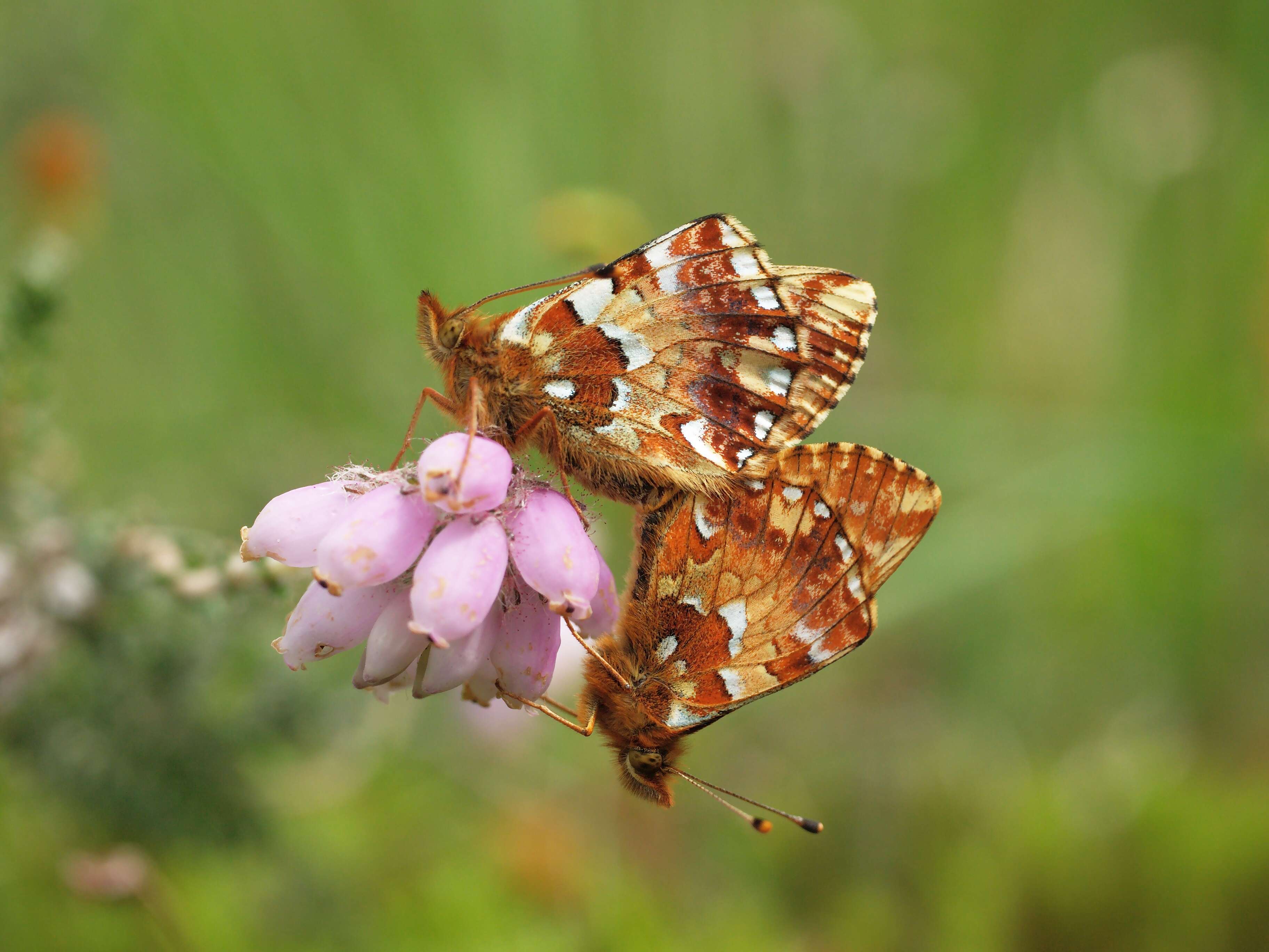 Image of cranberry fritillary