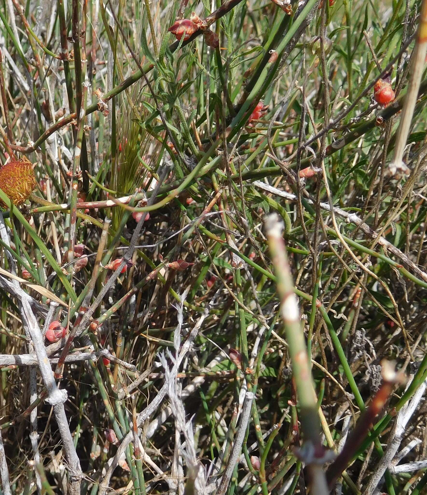 Imagem de Ephedra antisyphilitica Berland. ex C. A. Mey.