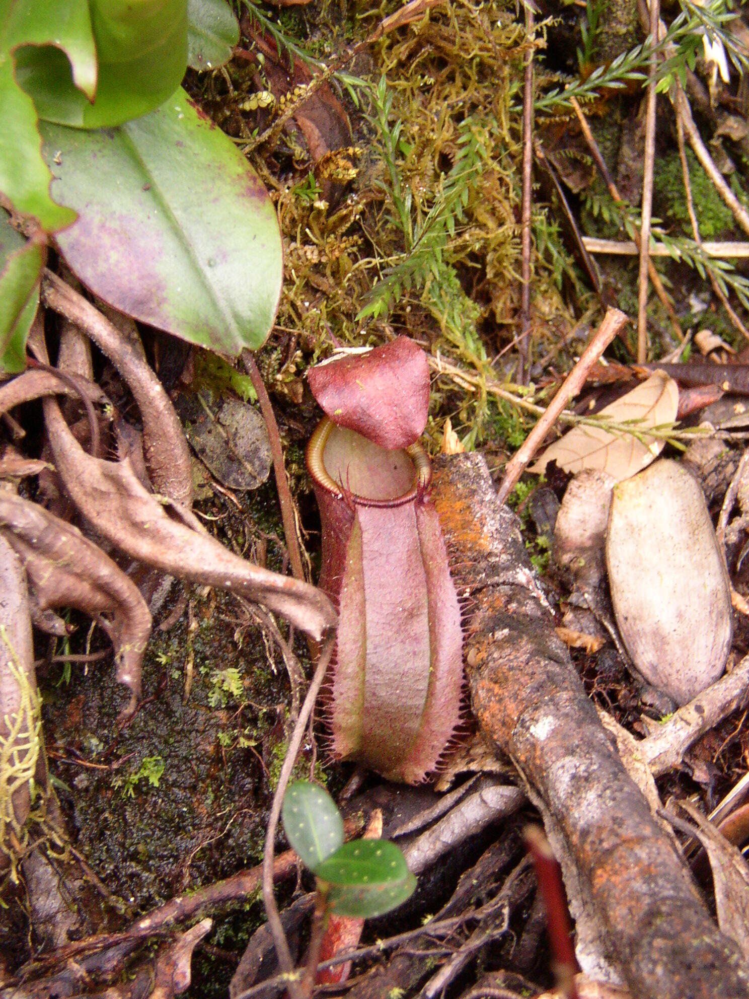 Image of Giant Malaysian Pitcher Plant